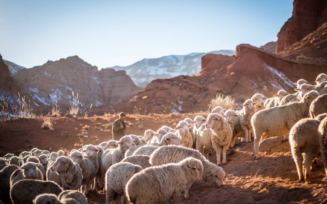 The Shepherds and The Apostles