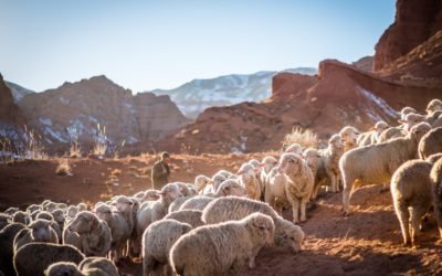 The Shepherds and The Apostles