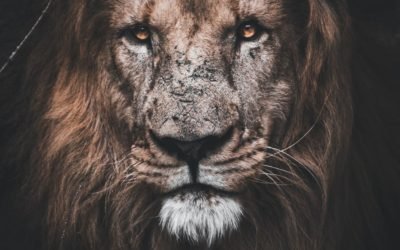 THE LION