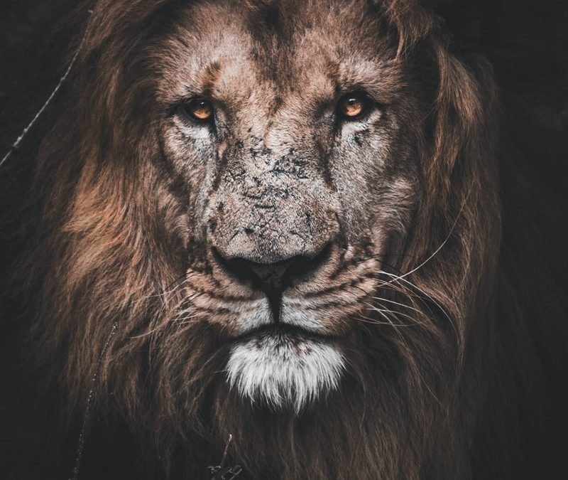 THE LION